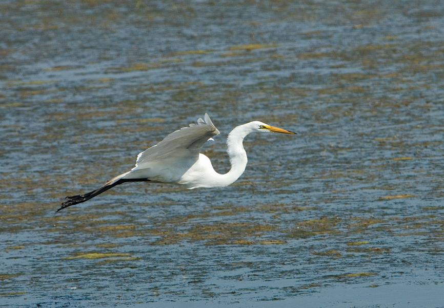 Great Blue