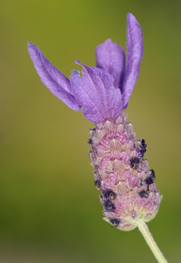Sage Variety Losing Petals