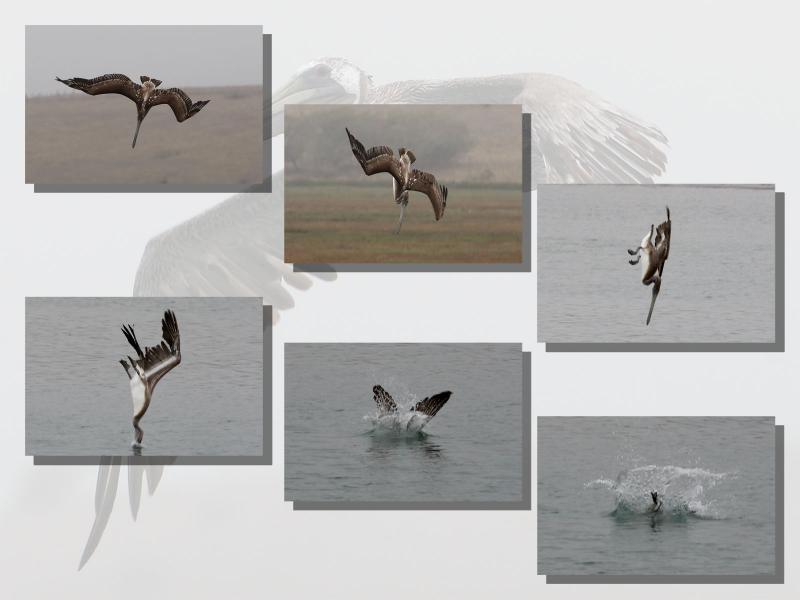 Pelican Plunge