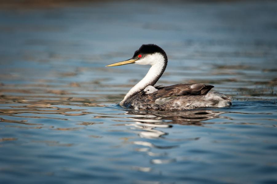 Western grebe (Aechmophorus occidentalis) chick is warm and dry on parent's back