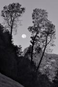 Blue Moon Above Horseshoe Bend Campground