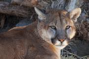 Portrait of Mountain Lion