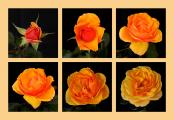 A Yellow -Orange Hybrid Rose Opens