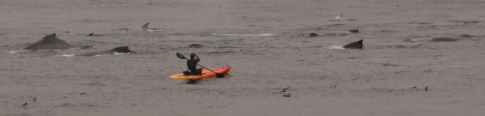 Kayaker takes risk close to whale pod
