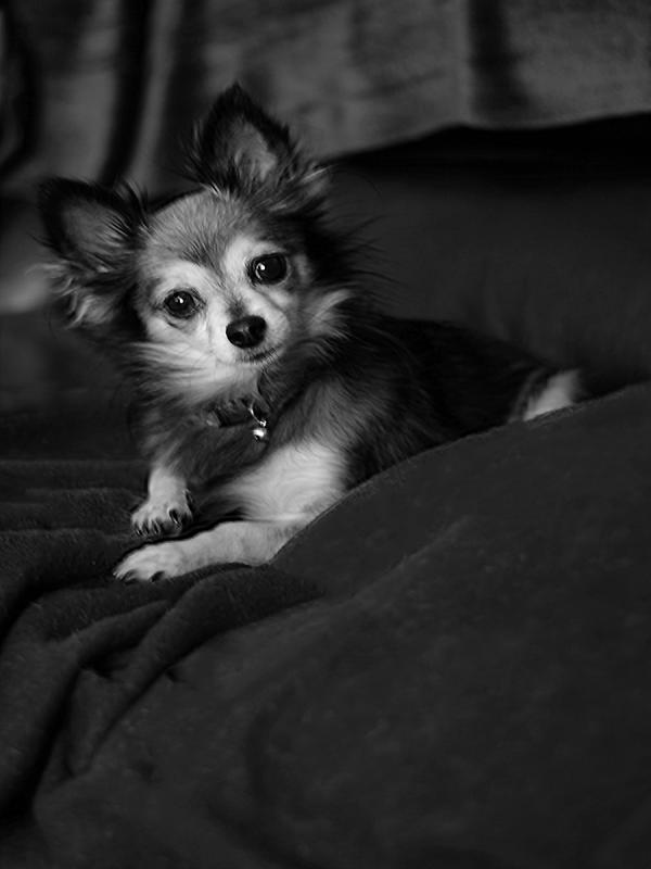 Small Dog Big Attitude