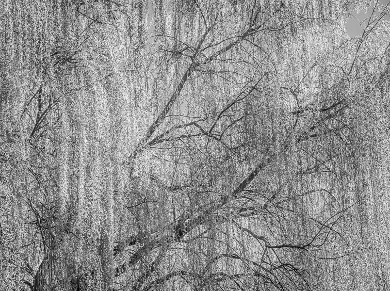 Weeping Willow