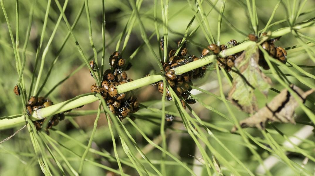 Ladybugs(Coccinellidae) cluster on Horsetail Fern(Equisteum)  This clustering helps them keep one another warm and maybe the stink they make when altogether also keeps predators away.