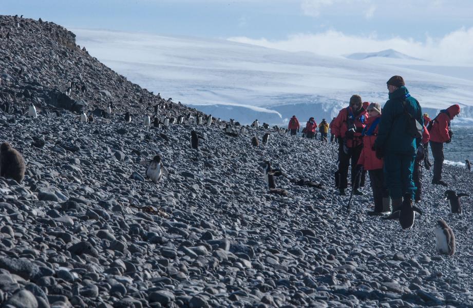 Paulet Island Antarctica