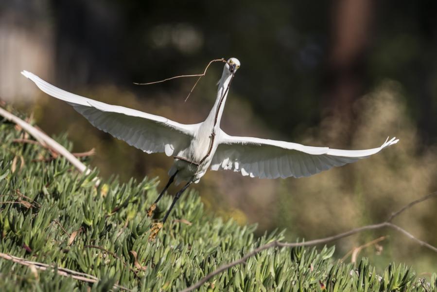A Snowy egret (Egretta thula) chooses a branch to build its nest