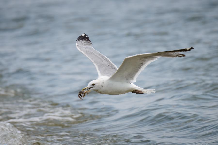 Herring gull (Larus argentatus) scoops up a small crab from sandbar, Barnegat Light, NJ