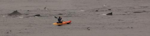 Kayaker takes risk close to whale pod