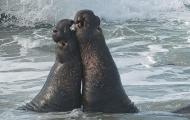 Alpha bulls battle for breeding rights Piedras Blancas Rookery Cambria CA