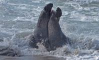 Male Elephant Seals(mirounga augustirostris) battling for breeding rights, Peidras Blancas rookery.