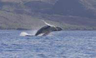 Young Humpback Whale (Megaptera novaengliae) Breaching Maui