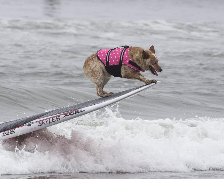 Skylar Hanging Ten In The First Annual Dog Surfing Contest Pacifica