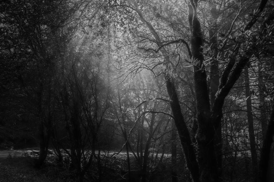 A Walk in the Black and White Forest