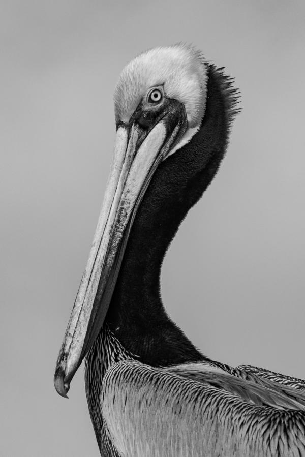 Portrait of a Brown Pelican