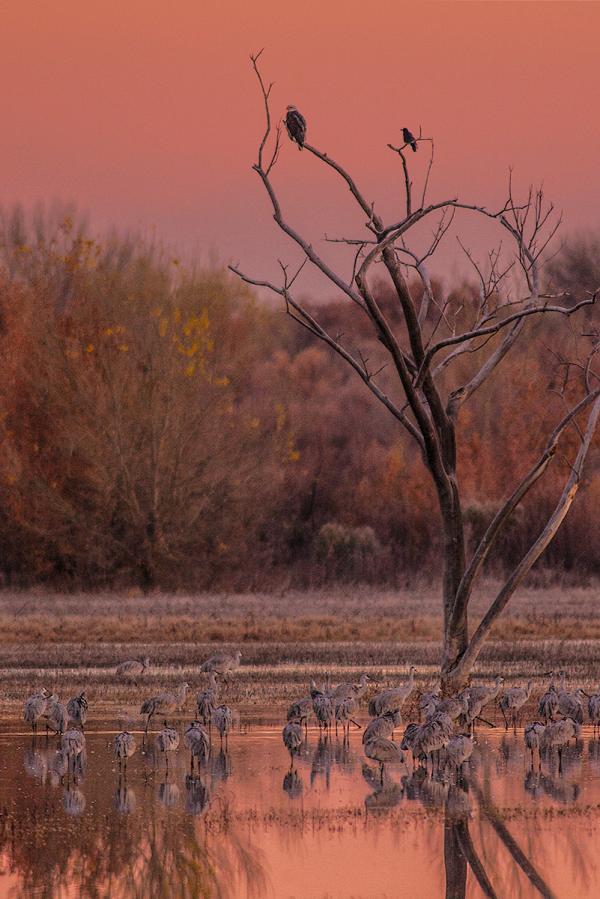 Sunset at Bosque del Apache