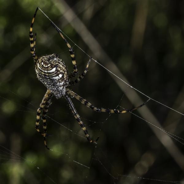 Argiope trifasciata (Banded Garden Spider)  finishes the day's new web, having eaten the one from the previous day.