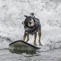 Abbey, 2015 world record holder for longest solo surf ride by a dog, upholds her title this year at Pacifica State Beach