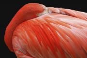 The Eye of the Flamingo