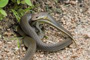 Encounter between Olive Grass Snake (Psammophis mossambicus) and rough-scaled plated lizard (Broadleysaurus major),  Kafue NP, Zambia