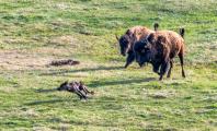 Two Bison (American Bison) chasing Wolf (Canis Lupus) away from bison carcuss.