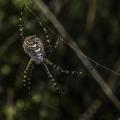 Argiope trifasciata (Banded Garden Spider)  finishes the day's new web, having eaten the one from the previous day.