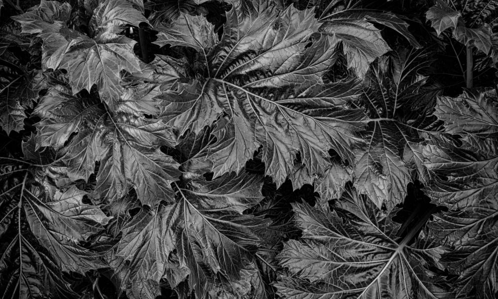 Harmonius Leaves