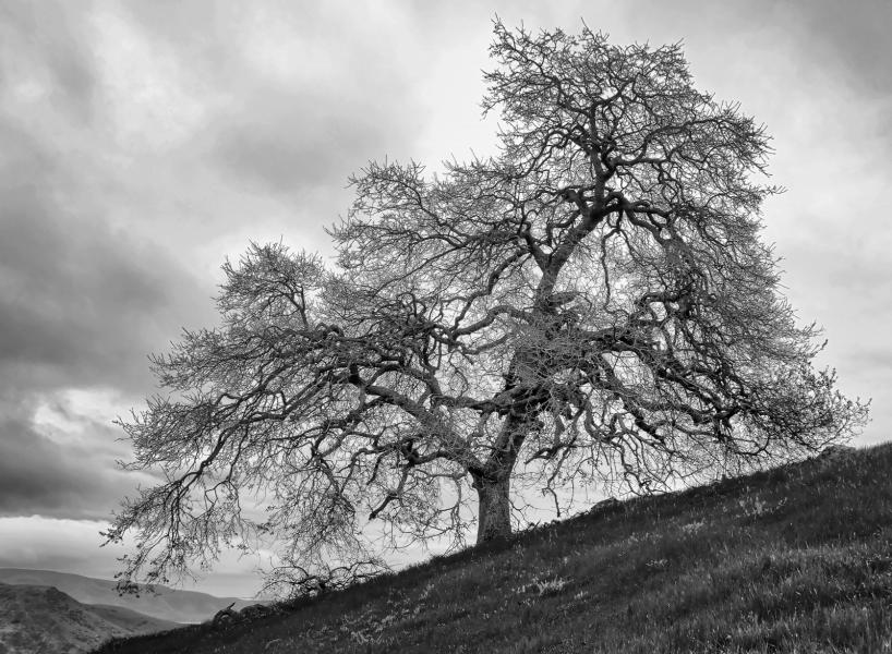 Old oak tree awaits the coming storm.