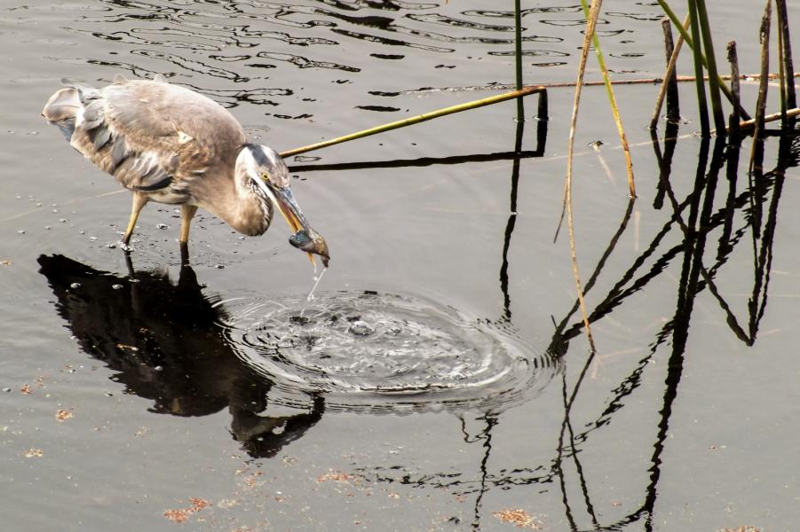A great blue heron (Ardea herodias) catches a small fish in Pacifica, CA. Herons locate their food by sight and usually swallow it whole.