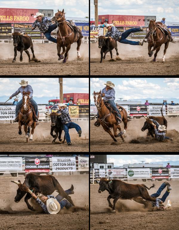 The Steer that Got Away