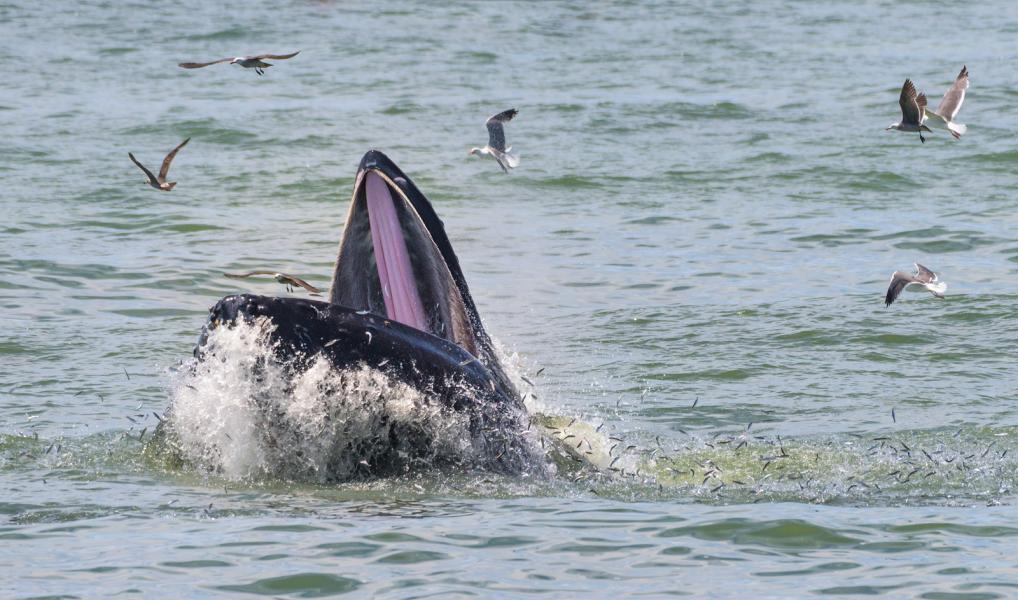 A Humpback Whale (Megaptera novaeangliae) feeds by swimming to the surface with its mouth open in the middle of a school of small fish, forcing some fish to surface as well.