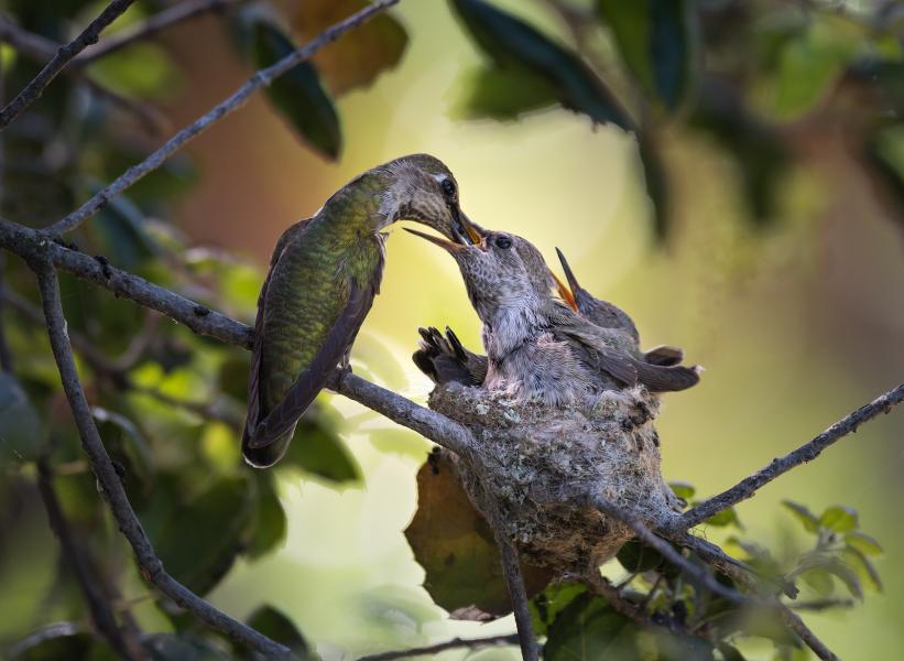 Female Anna's hummingbird (Calypte anna) feeds her young by lowering her bill into their open mouths and regurgitating a mixture of nectar and insects. She will feed them about 4-6 times an hour.