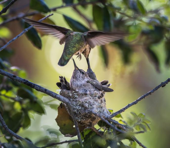 Female Anna's hummingbird (Calypte anna) hovers mid air over one baby in order to feed the other.