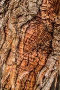 Western Red Cedar Tree Bark