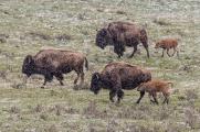 Bison and Calves Marching through Snow