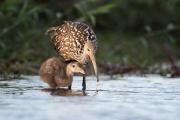 Limpkin (Aramus guarauna) parent teaches chick how to find food