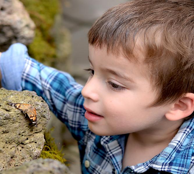 A Childs Fascination With A Butterfly