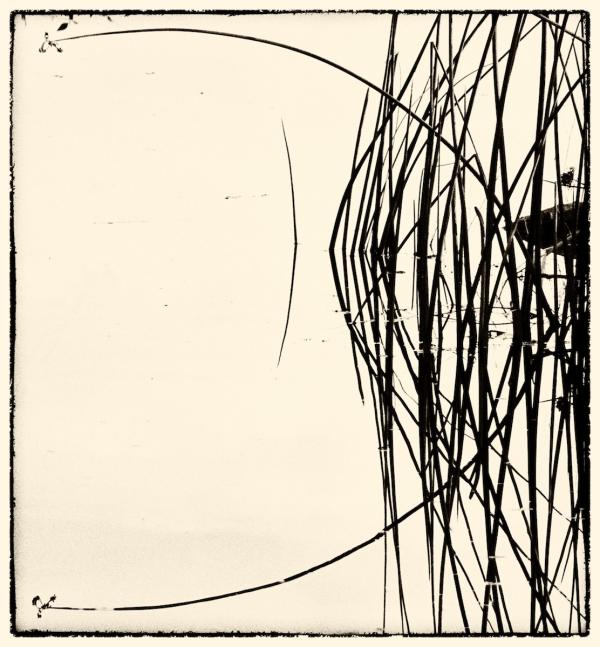 Reflections of reeds