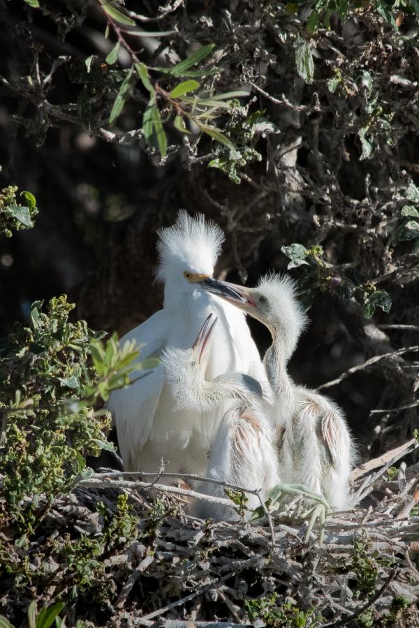 Snowy Egret (Egretta Thula) chicks compete for food when their parent comes to the nest.