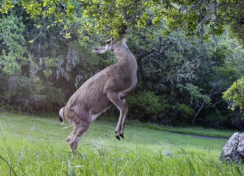 Black-tailed Deer(Odocoileus hemionus columbianus), feeding on fresh Oak leaves