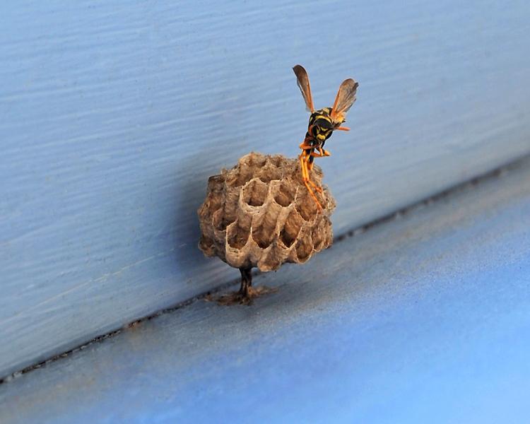 Hornet Starting a Hive