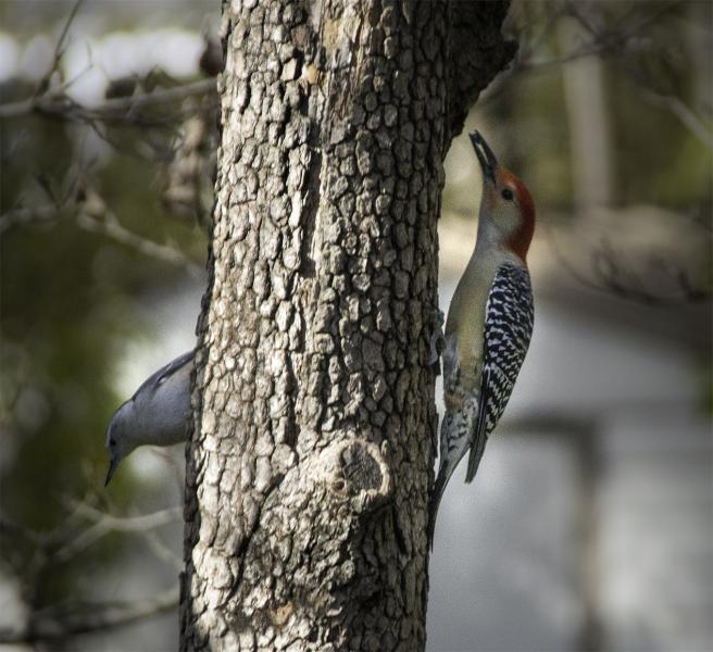 Red-bellied Woodpecker (Melanerpes carolinus) and White-breasted Nuthatch (Sitta carolinensis) search for food on same tree.