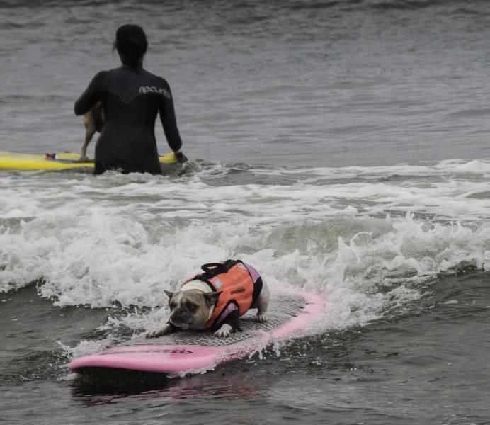 Riding It Out at the Dog Surfing Competition