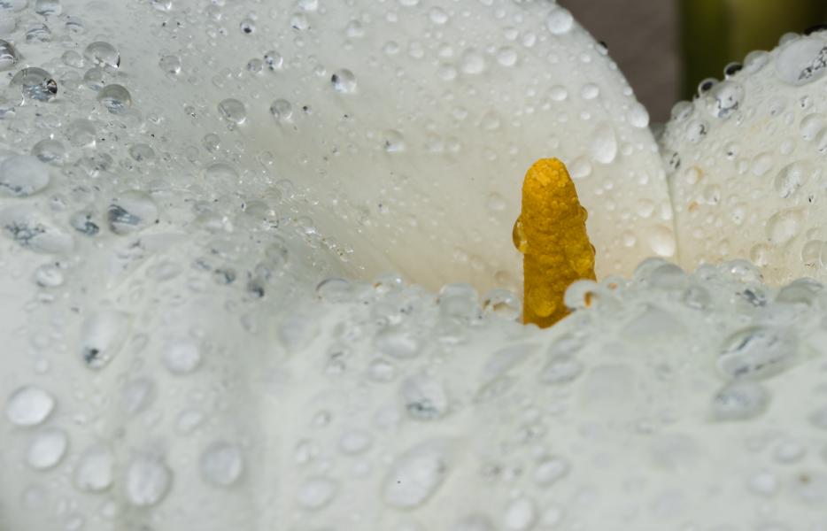 Rain Drops on Cala Lily