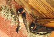 Barn Swallows are building their nests one mouthful of mud at a time