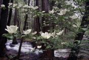 Dogwood in Bloom-Yosemite Nat'l Park