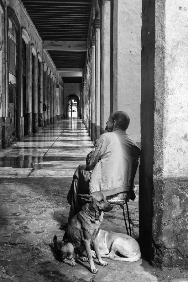 Old Man and His Dogs, Havana