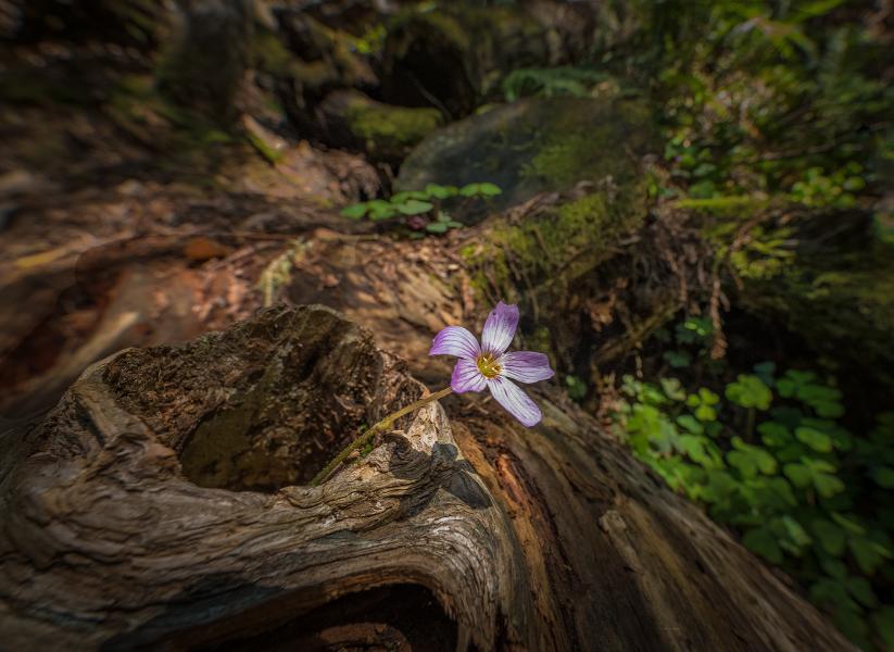 Life finds a way